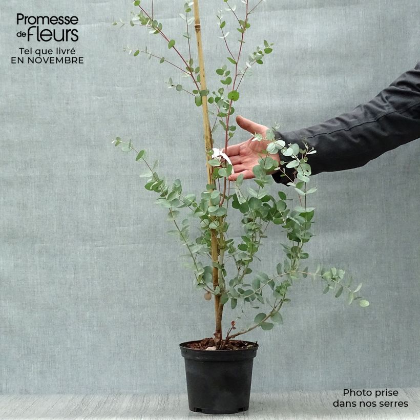 Spécimen de Eucalyptus gunnii Silverana - Gommier cidre Pot de 1,5L/2L tel que livré en automne