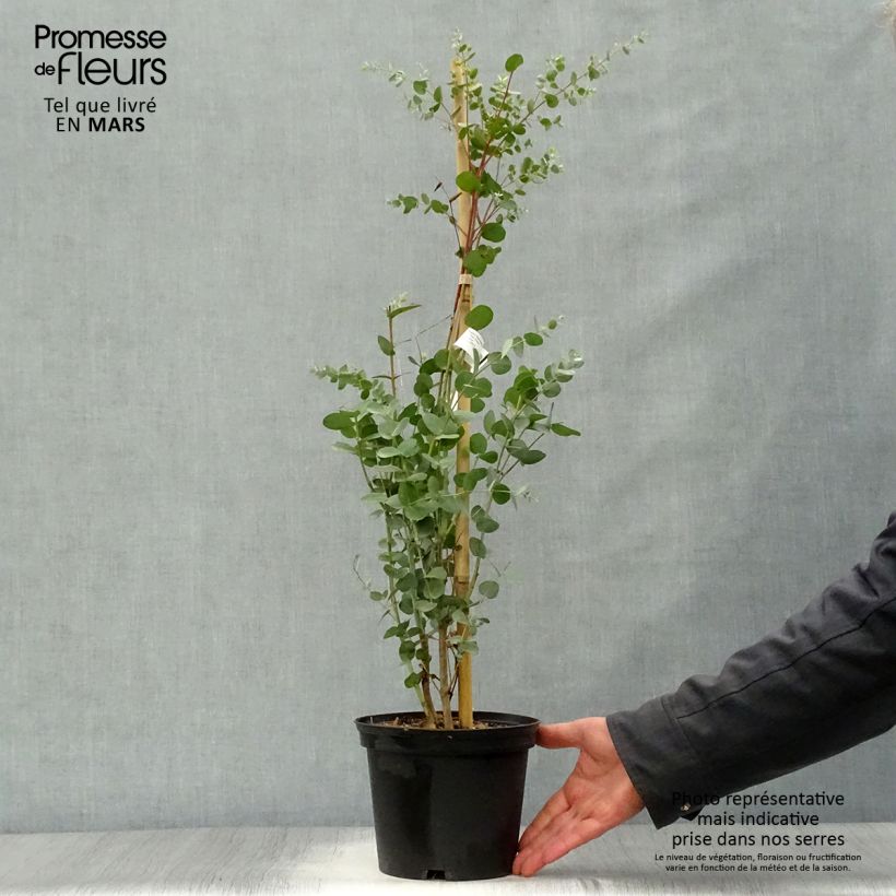 Spécimen de Eucalyptus gunnii Silverana - Gommier cidre Pot de 1,5L/2L tel que livré au printemps