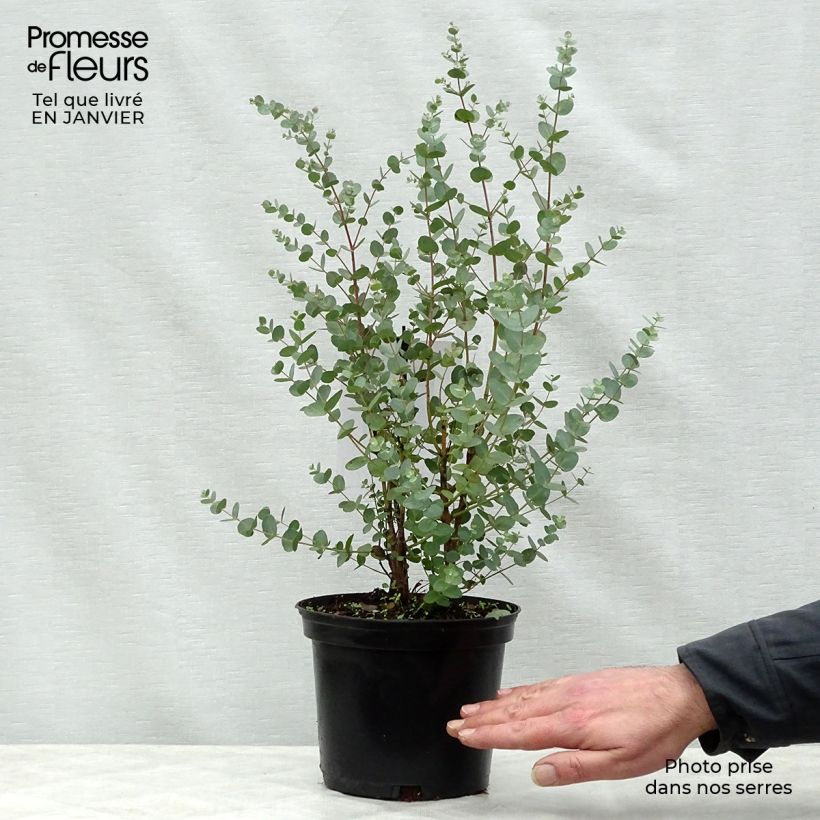 Spécimen de Eucalyptus gunnii - Gommier cidre Pot de 2L/3L tel que livré en hiver