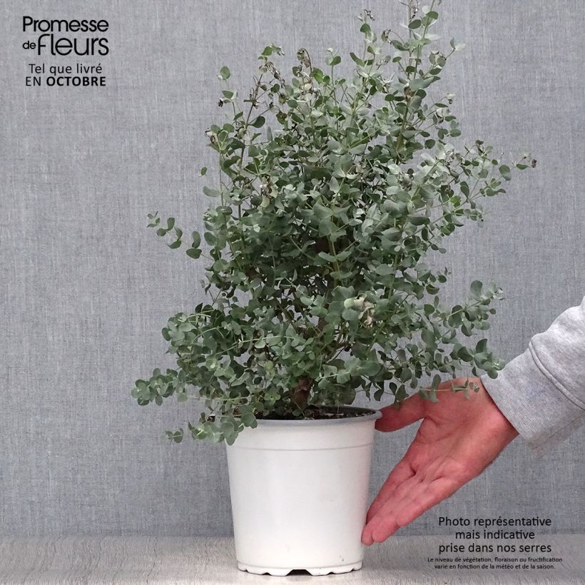 Spécimen de Eucalyptus gunnii - Gommier cidre Pot de 2L/3L tel que livré en automne