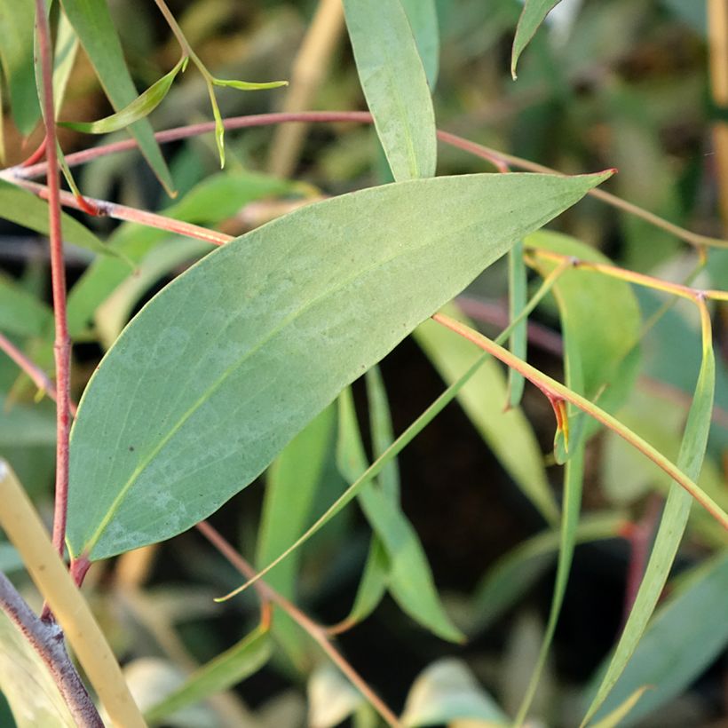 Eucalyptus lacrimans - Gommier des neiges pleureur (Feuillage)