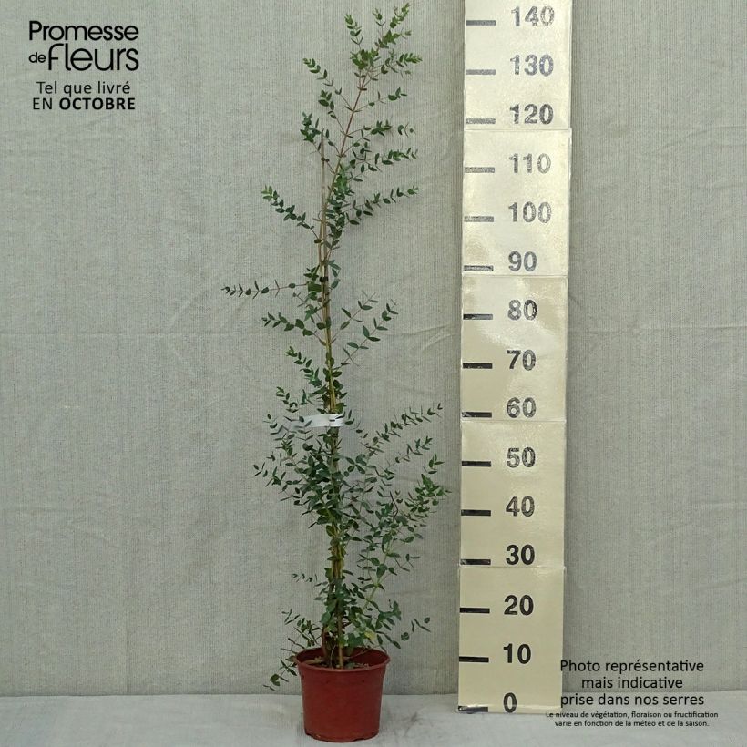 Spécimen de Eucalyptus parviflora - Gommier à petites feuilles Pot de 3L/4L tel que livré en automne