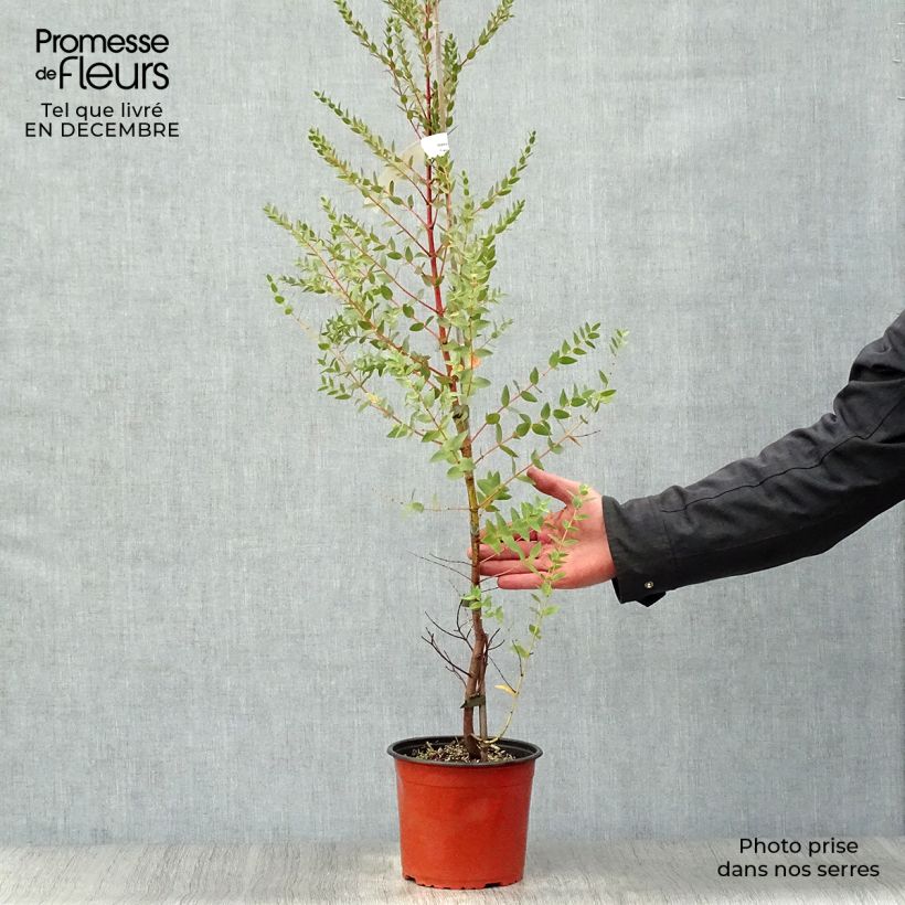 Spécimen de Eucalyptus parviflora - Gommier à petites feuilles Godet de 8/9 cm tel que livré en hiver