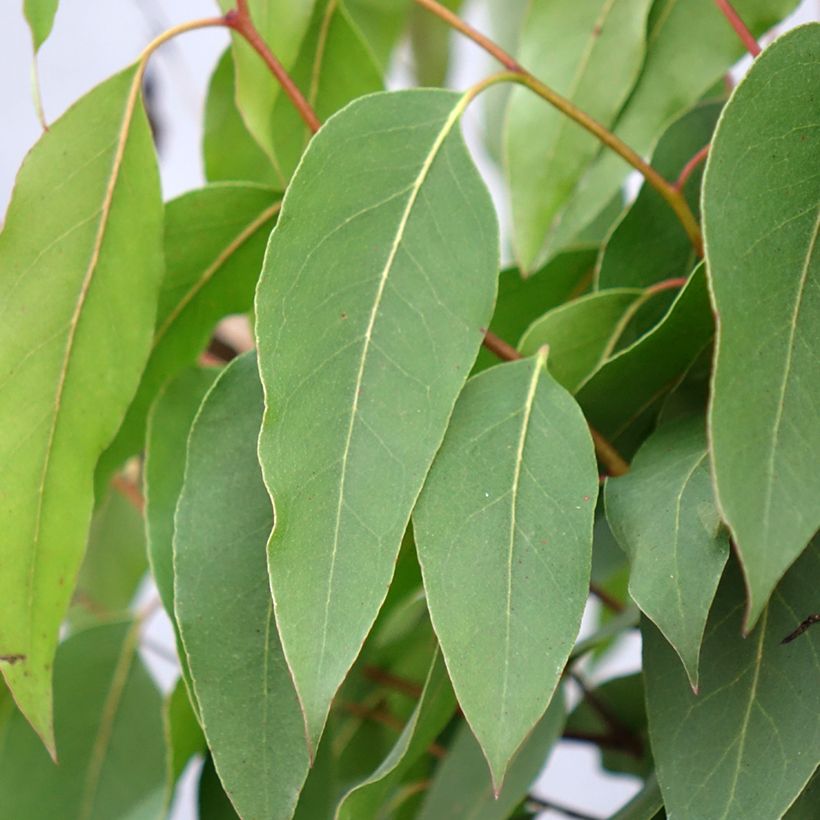 Eucalyptus regnans - Eucalyptus géant, Gommier royal (Feuillage)