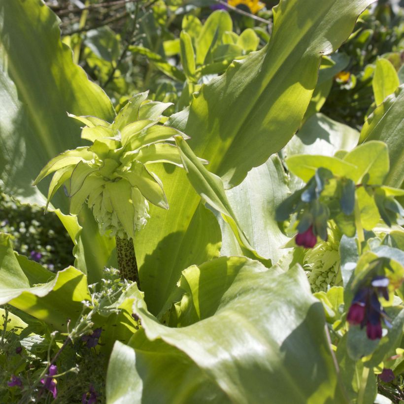 Eucomis bicolor - Eucomide (Feuillage)