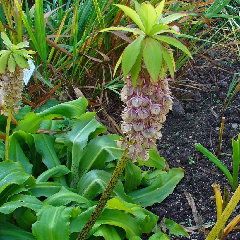 Eucomis bicolor - Eucomide (Port)
