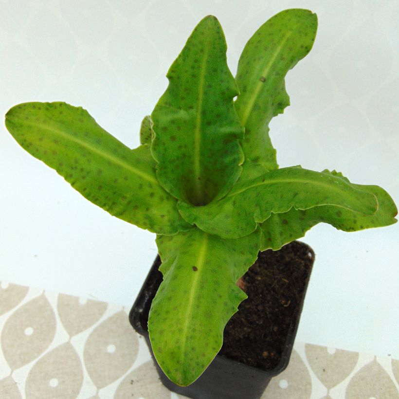 Eucomis bicolor alba (Feuillage)