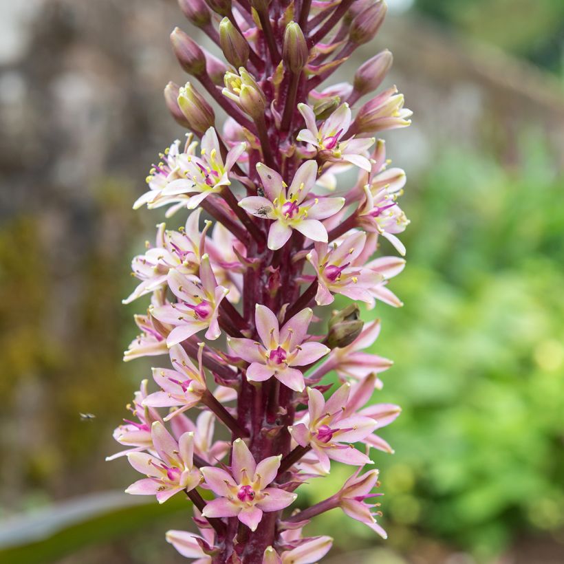 Eucomis comosa Indian Summer - Fleur ananas (Floraison)