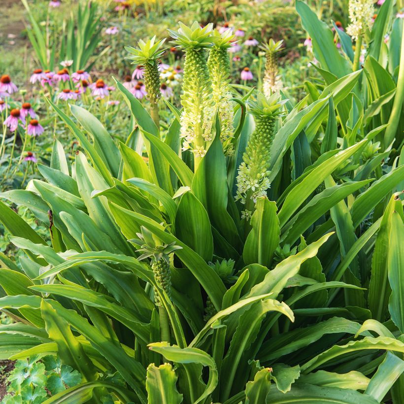 Eucomis comosa Tugela Jade - Fleur ananas (Port)