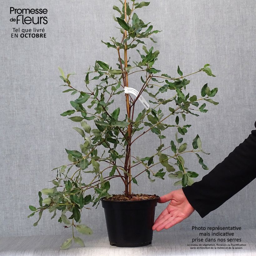 Spécimen de Eucryphia intermedia Rostrevor Pot de 3L/4L tel que livré en automne