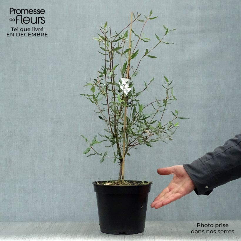 Spécimen de Eucryphia lucida Ballerina Pot de 4L/5L tel que livré en hiver