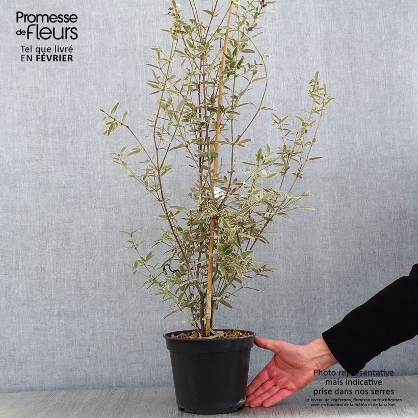 Spécimen de Eucryphia lucida Gilt Edge - Eucryphia luisant Pot de 4L/5L tel que livré en hiver