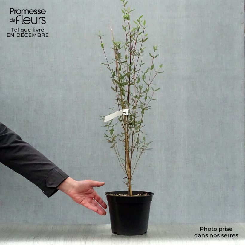 Spécimen de Eucryphia lucida Pink cloud Pot de 4L/5L tel que livré en hiver