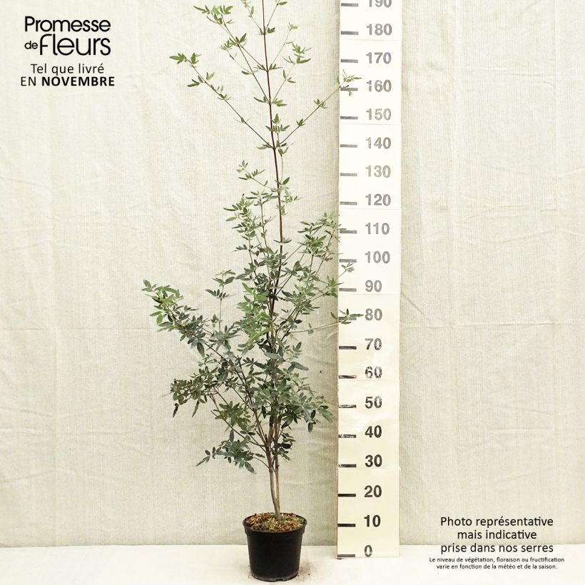 Spécimen de Eucryphia moorei - Eucryphia de Moore Pot de 4L/5L tel que livré en automne
