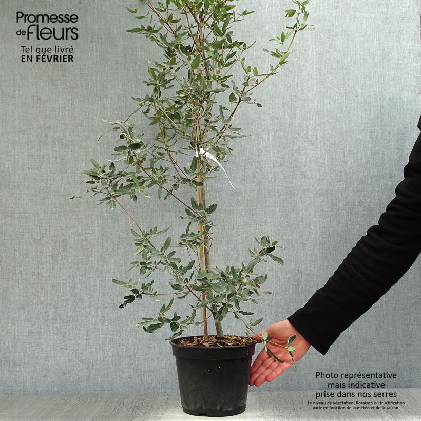 Spécimen de Eucryphia moorei - Eucryphia de Moore Pot de 4L/5L tel que livré en hiver