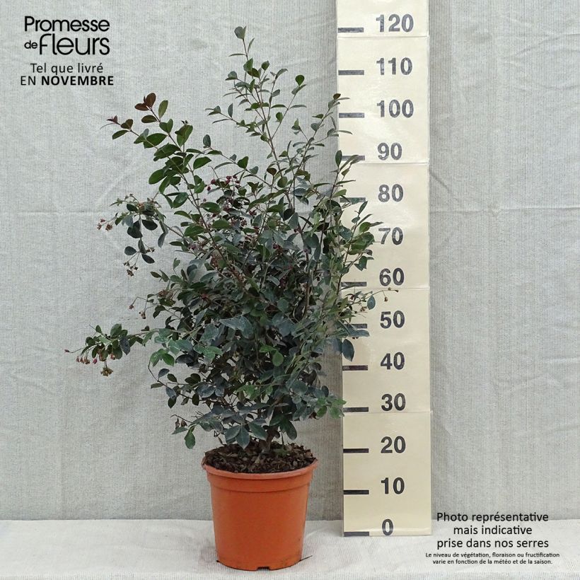 Spécimen de Eugenia Etna Fire - Cerisier de Cayenne Pot de 7,5L/10L tel que livré en automne