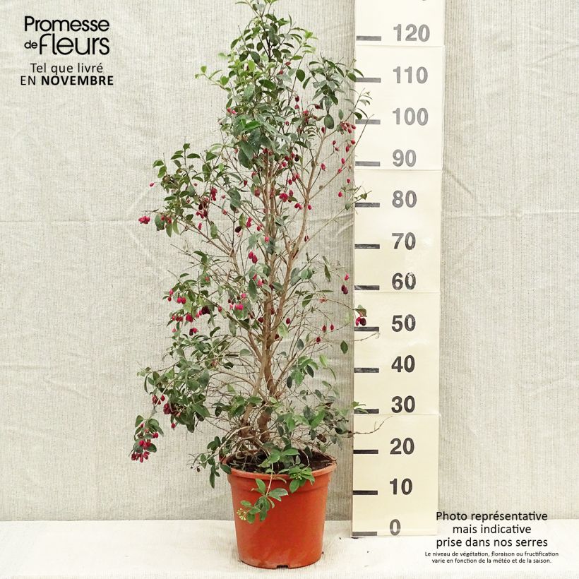 Spécimen de Eugenia myrtifolia New Port - Myrte d'Australie Pot de 4L/5L tel que livré en automne