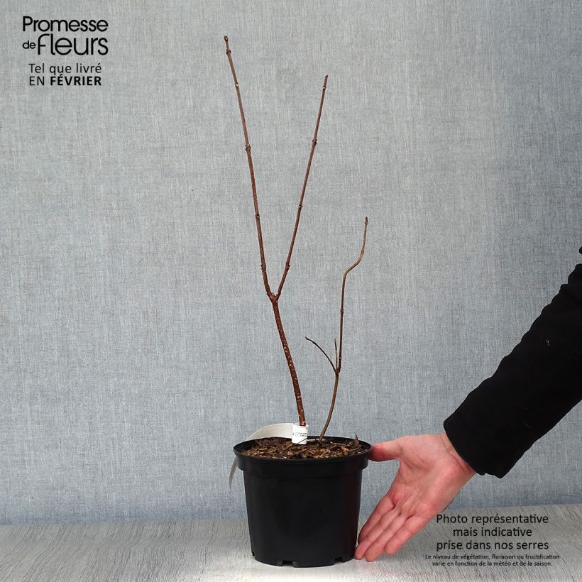 Spécimen de Euodia danielii - Arbre à miel Pot de 2L/3L tel que livré en hiver