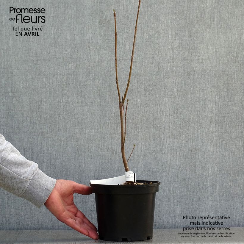 Amostra de Tetradium daniellii Vaso de 2 L/3 L tal como entregue na primavera