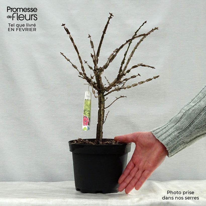 Spécimen de Euonymus alatus - Fusain ailé Pot de 2L/3L tel que livré en hiver