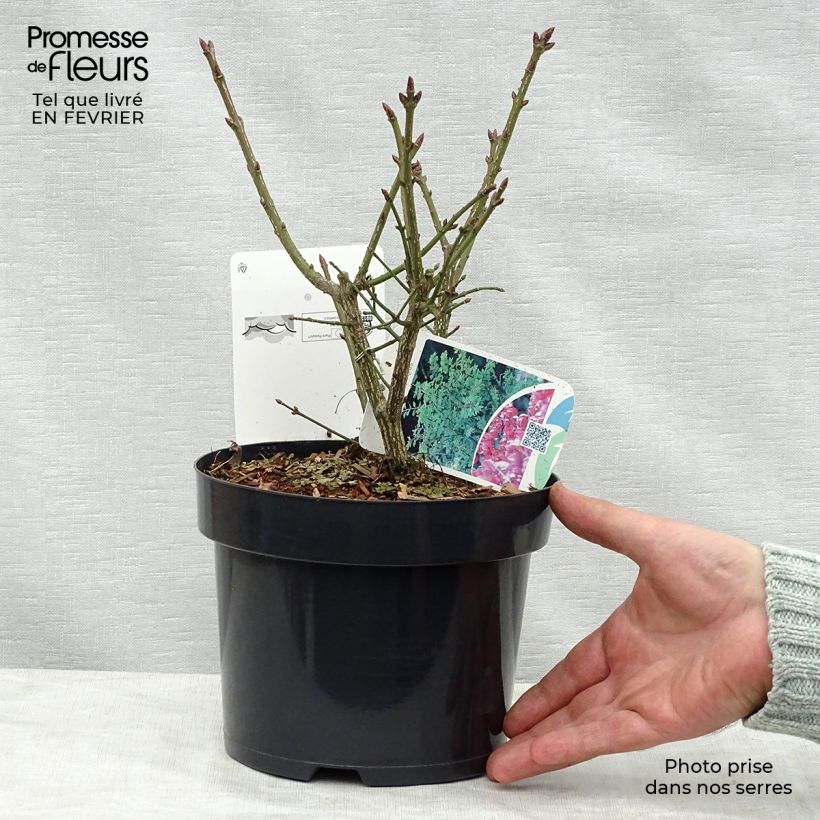 Spécimen de Euonymus alatus Compactus - Fusain ailé nain Pot de 2L/3L tel que livré en hiver