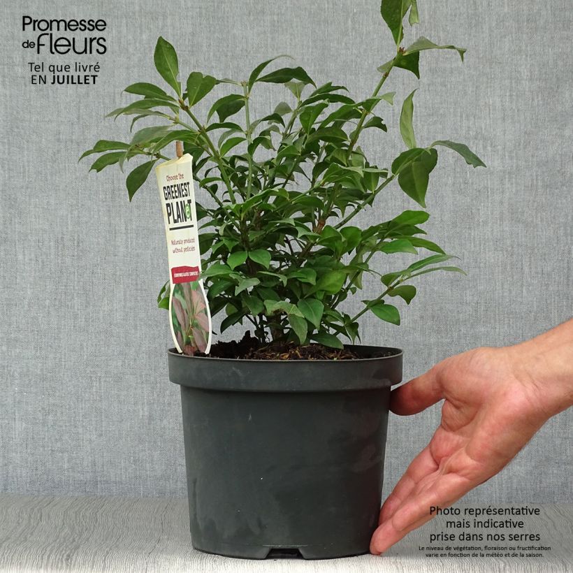 Spécimen de Euonymus alatus Compactus - Fusain ailé nain Pot de 2L/3L tel que livré en été