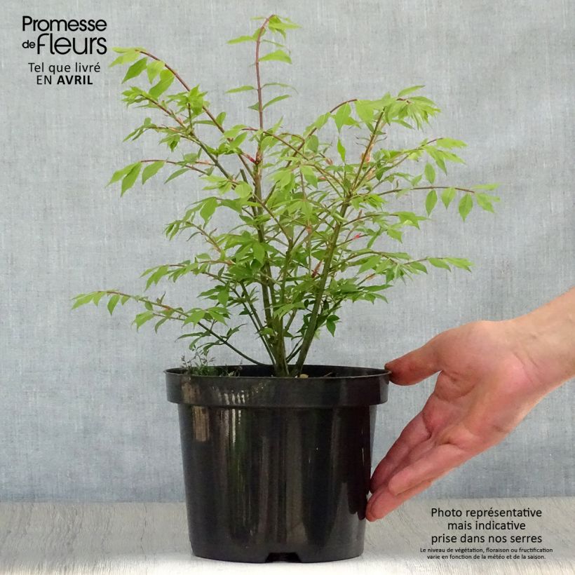 Spécimen de Euonymus alatus Compactus - Fusain ailé nain Pot de 2L/3L tel que livré au printemps