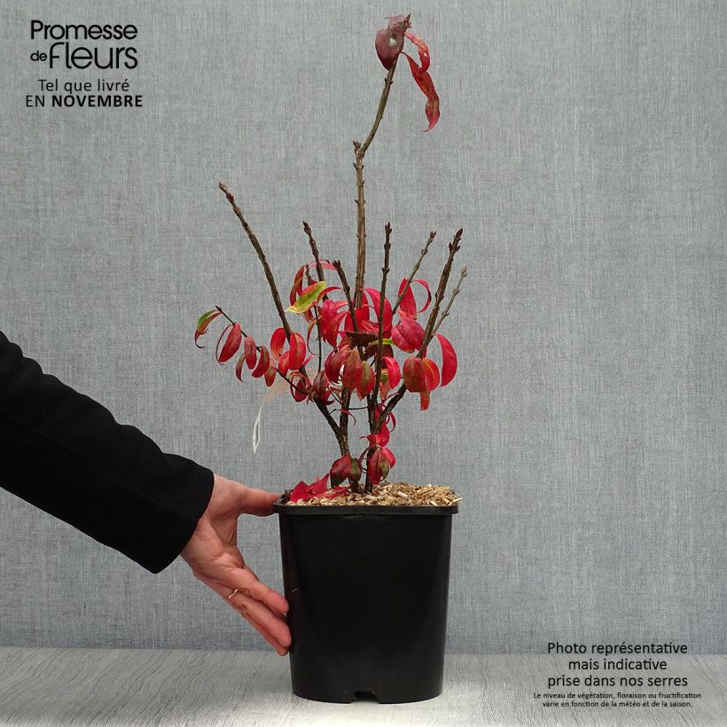 Spécimen de Euonymus alatus Compactus - Fusain ailé nain Pot de 4L/5L tel que livré en automne