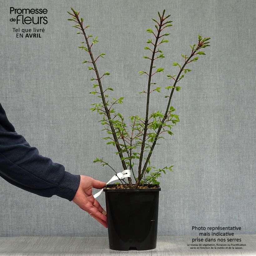 Spécimen de Euonymus alatus Compactus - Fusain ailé nain Pot de 4L/5L tel que livré au printemps