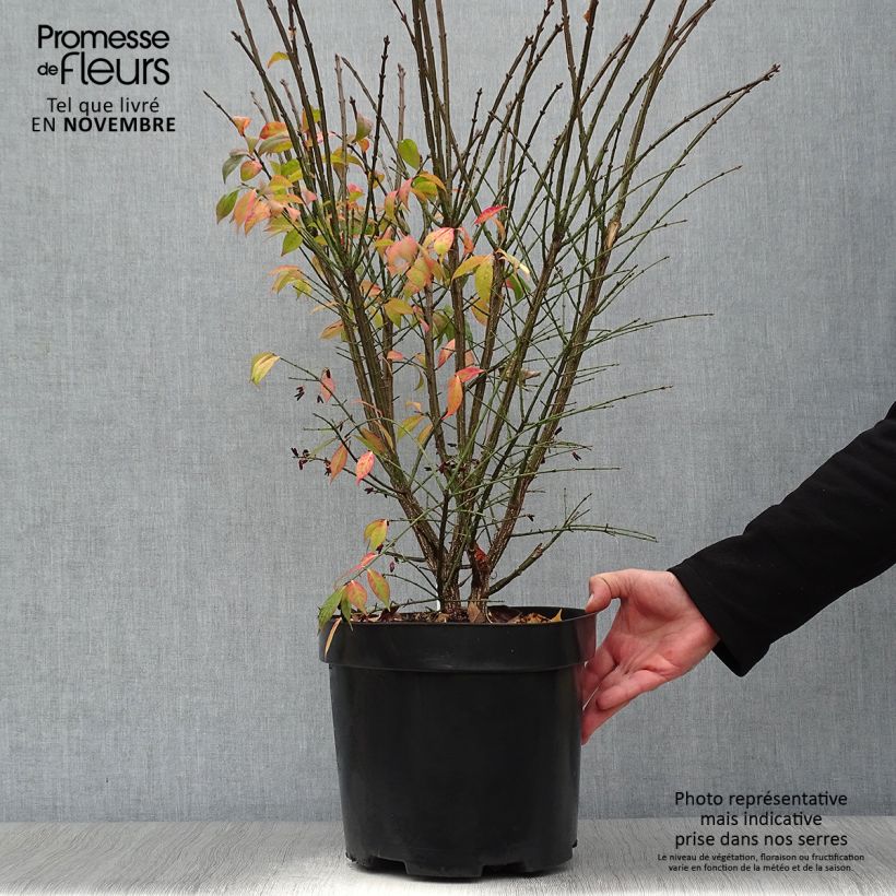 Spécimen de Euonymus alatus Compactus - Fusain ailé nain Pot de 7,5L/10L tel que livré en automne