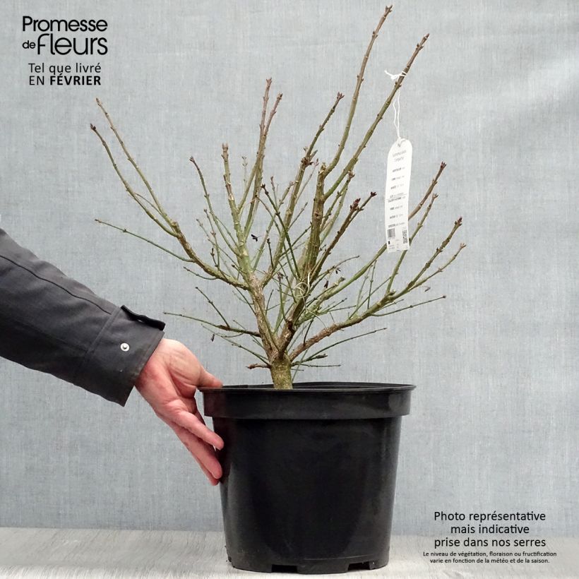 Spécimen de Euonymus alatus Compactus - Fusain ailé nain Pot de 7,5L/10L tel que livré en hiver