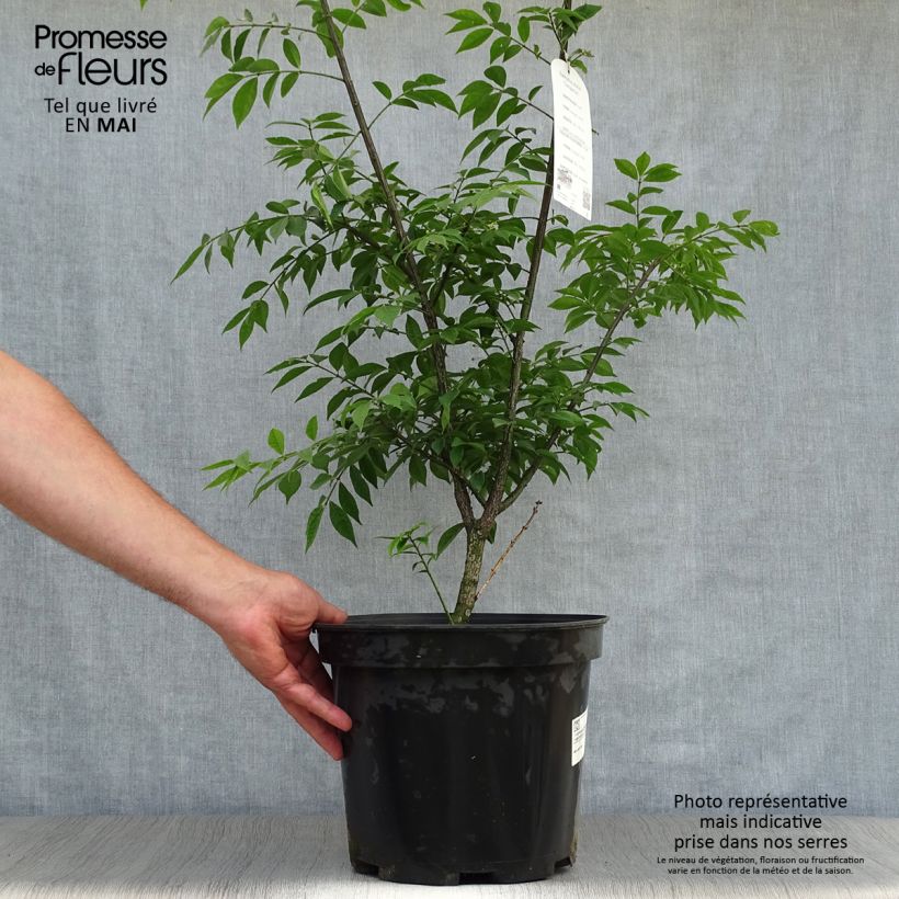 Spécimen de Euonymus alatus Compactus - Fusain ailé nain Pot de 7,5L/10L tel que livré au printemps