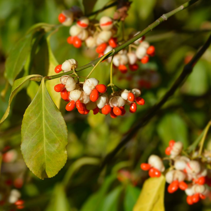 Euonymus europaeus Albus - Fusain d'Europe (Récolte)