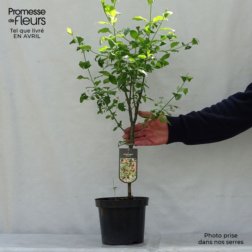 Spécimen de Euonymus europaeus - Fusain d'Europe Pot de 7,5L/10L tel que livré au printemps