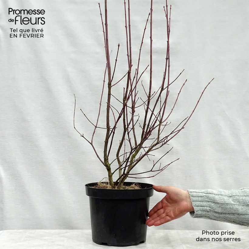 Spécimen de Euonymus europaeus Red Cascade - Fusain d'Europe Pot de 2L/3L tel que livré en hiver