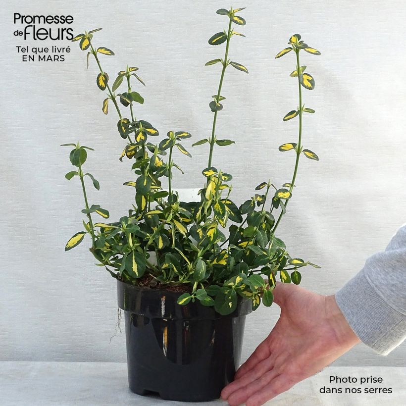 Spécimen de Euonymus fortunei Blondy - Fusain persistant panaché Pot de 2L/3L tel que livré au printemps