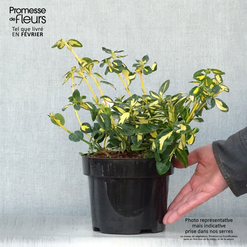 Spécimen de Euonymus fortunei Blondy - Fusain persistant panaché Pot de 2L/3L tel que livré en hiver