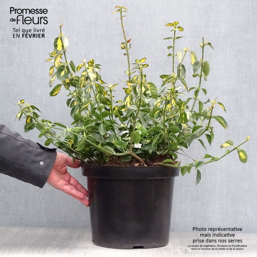 Spécimen de Euonymus fortunei Blondy - Fusain persistant panaché Pot de 7,5L/10L tel que livré en hiver