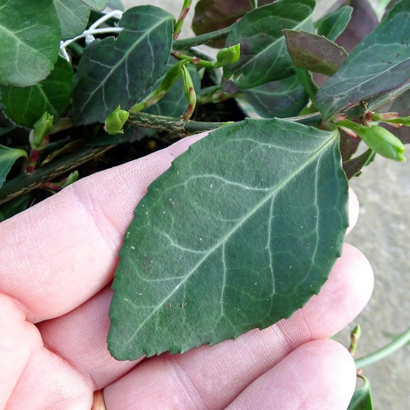 Euonymus fortunei Coloratus - Fusain rampant (Feuillage)