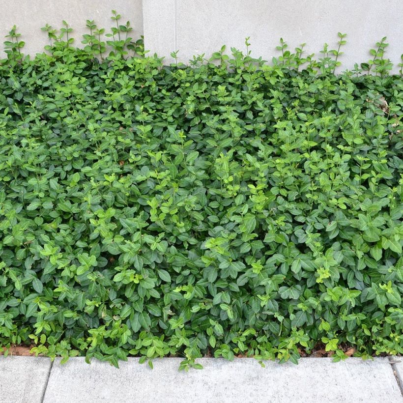 Euonymus fortunei Coloratus - Fusain rampant (Port)