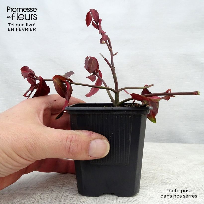 Spécimen de Euonymus fortunei Coloratus - Fusain rampant Godet de 8/9 cm tel que livré en hiver