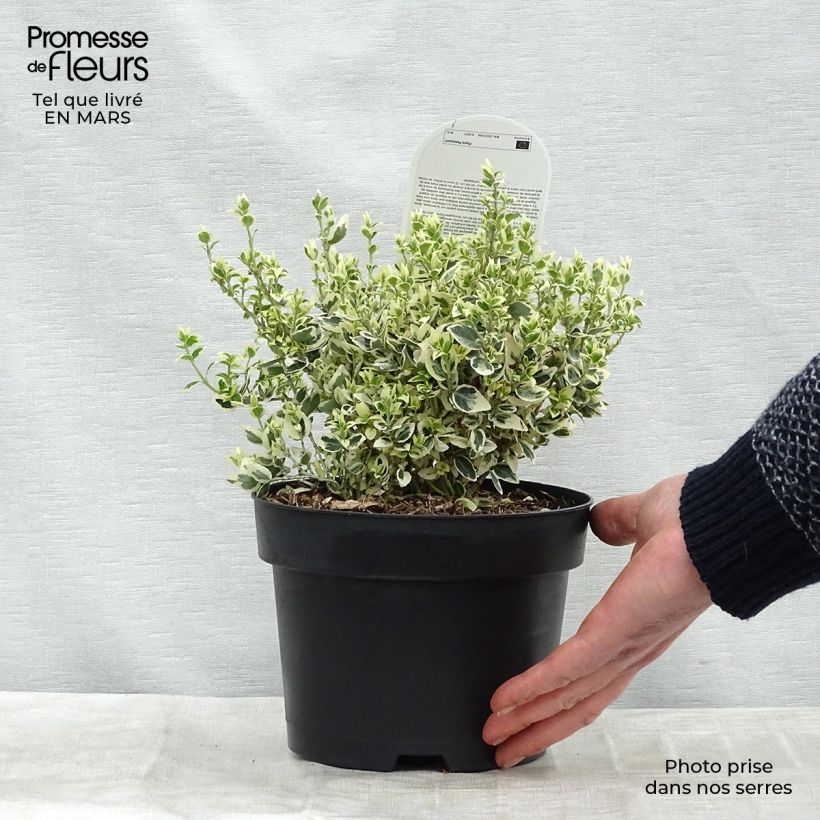 Spécimen de Euonymus fortunei Dan's Delight - Fusain persistant Pot de 2L/3L tel que livré au printemps