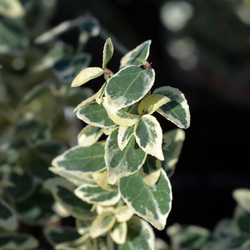 Euonymus fortunei Dan's Delight - Fusain persistant (Feuillage)