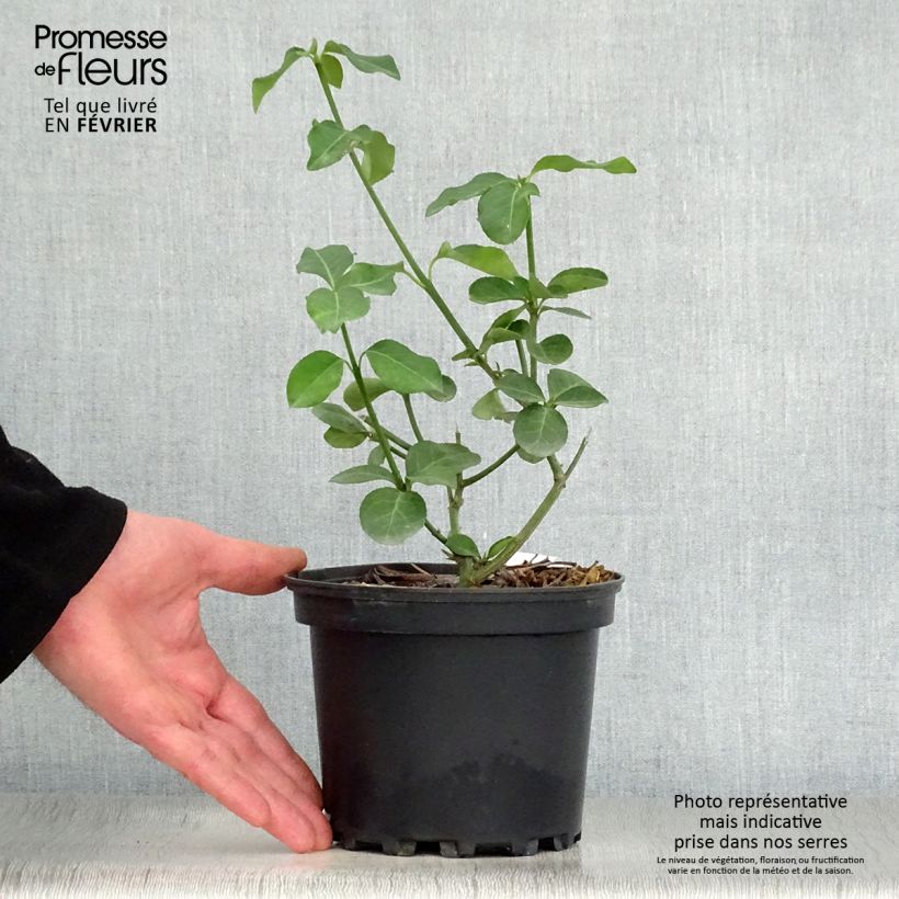 Spécimen de Euonymus fortunei Dart's Blanket - Fusain rampant Pot de 2L/3L tel que livré en hiver