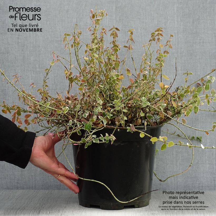Spécimen de Euonymus fortunei Emerald Gaiety - Fusain Pot de 7,5L/10L tel que livré en automne