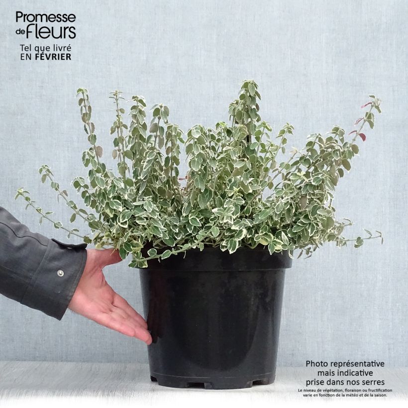 Spécimen de Euonymus fortunei Emerald Gaiety - Fusain Pot de 7,5L/10L tel que livré en hiver