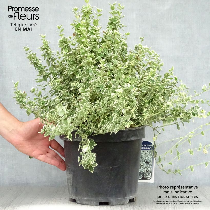 Spécimen de Euonymus fortunei Emerald Gaiety - Fusain Pot de 7,5L/10L tel que livré au printemps