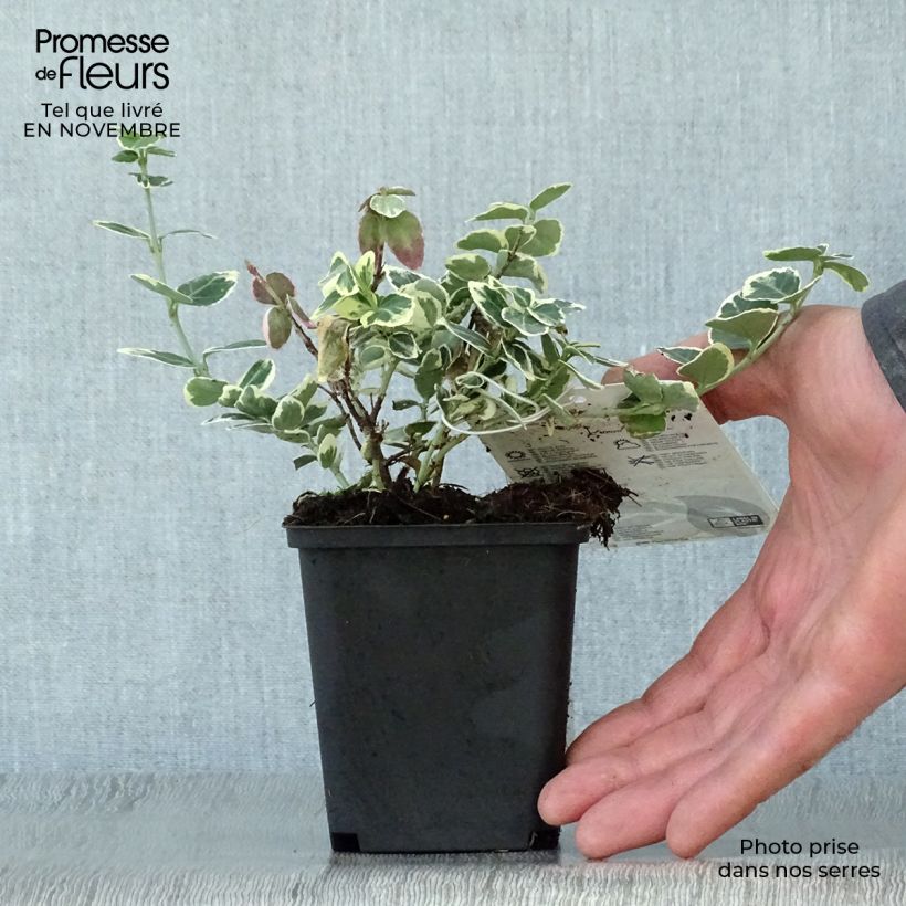 Spécimen de Euonymus fortunei Emerald Gaiety - Fusain Godet de 8/9 cm tel que livré en automne