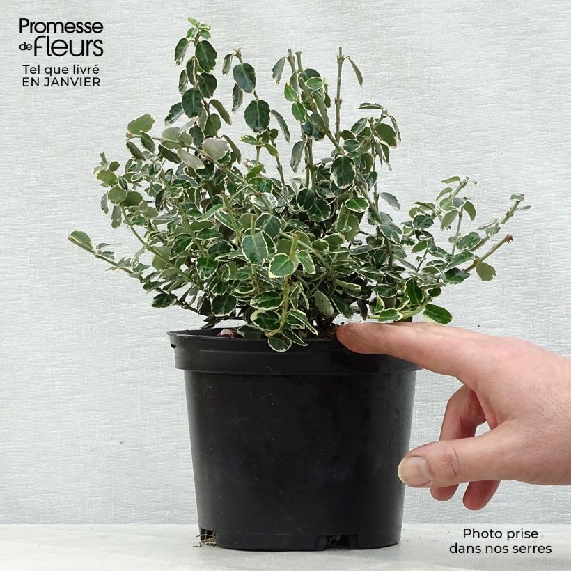 Spécimen de Euonymus fortunei Emerald Gaiety - Fusain Godet de 8/9 cm tel que livré en hiver