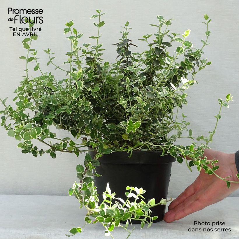 Spécimen de Euonymus fortunei Emerald Gaiety - Fusain Pot de 2L/3L tel que livré au printemps